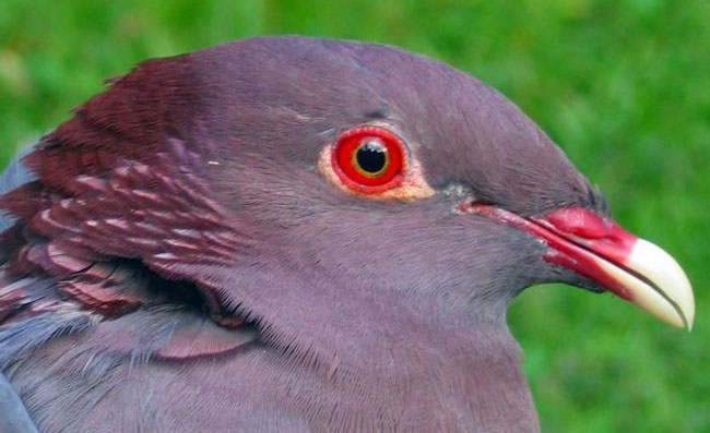 Porumbel